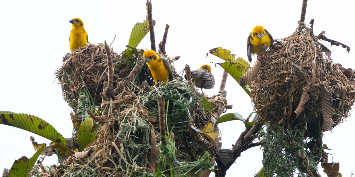 কাজিৰঙা ৰাষ্ট্ৰীয় উদ্যানত ঘাঁহনি অঞ্চলত বিচৰণ কৰা পক্ষীৰ জৰীপ সম্পন্ন