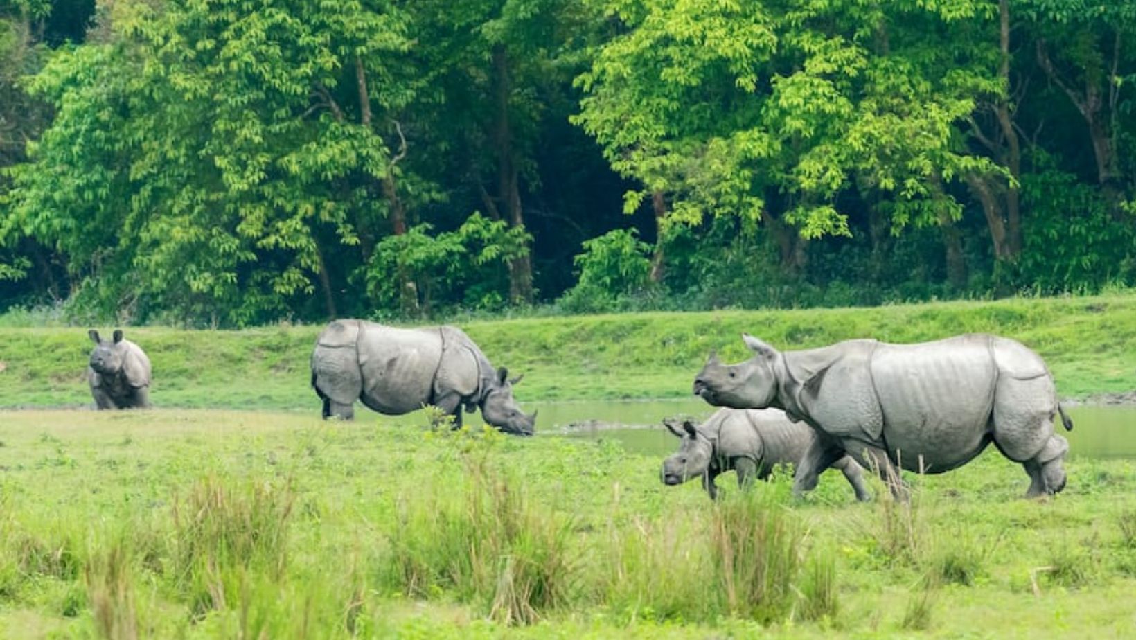 আজিৰেপৰা পৰ্যটকৰ বাবে পুনৰ মুকলি কাজিৰঙা ৰাষ্ট্ৰীয় উদ্যান