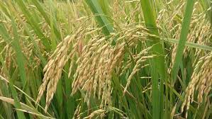 Heavy rainfall brings relief to paddy farmers in Bihar
