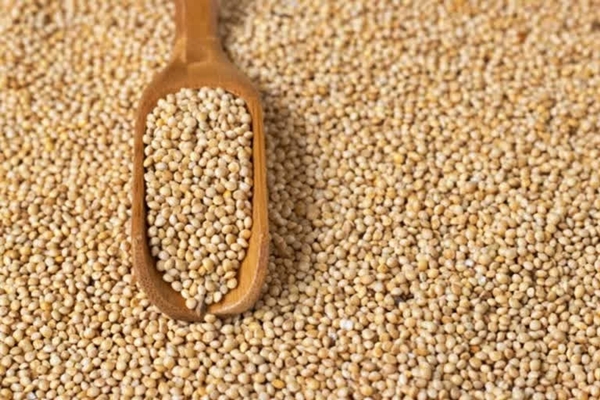 India’s Role in Global Food Standards Lauded at 88th Codex Executive Committee Meet in Rome