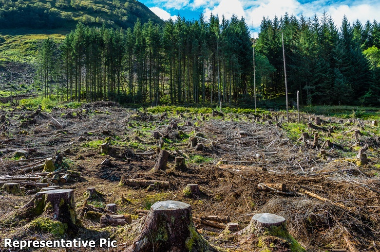 Deforestation Linked to Over 500,000 Heat-Related Deaths in Tropics: Study