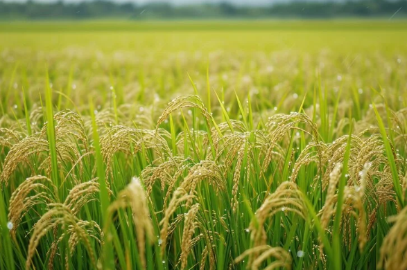 Kharif Sowing Up by 15 Lakh Hectares, Crosses 1,110 Lakh Hectares This Season