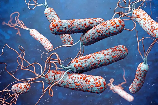Cholera Outbreak in Chad Claims 113 Lives, Over 1,600 Cases Reported