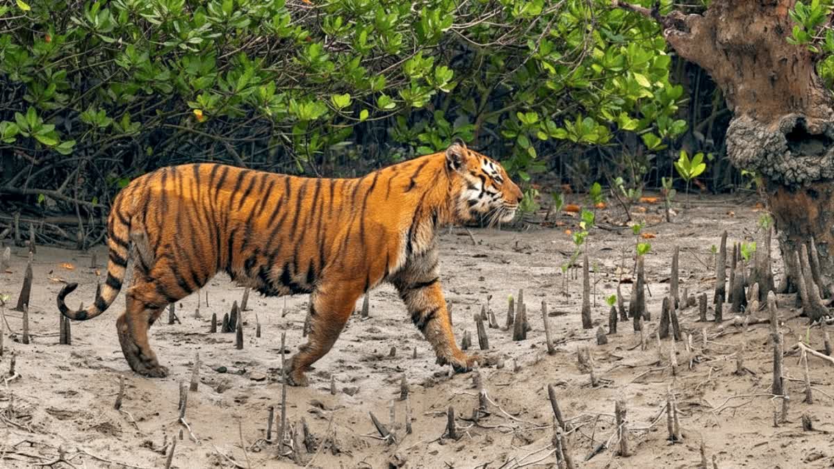 সুন্দরবনের জঙ্গলে বাঘ শুমারির কাজ শুরু হবে আগামী ২৬ শে নভেম্বর।