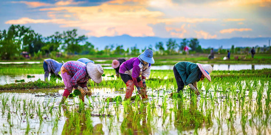 Israel Detains 18 Thai Agricultural Workers For Overstaying Work Visas