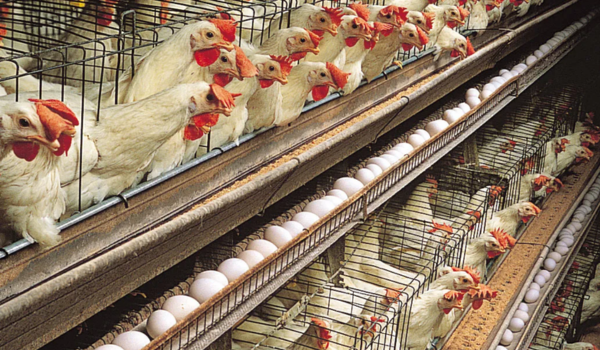 Scientific culling of domestic birds underway in Alappuzha after avian influenza confirmed in four panchayats