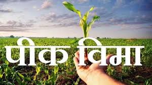 केवळ सव्वा ३ लाख शेतकऱ्यांनी घेतला रब्बी हंगामासाठी पीक वीमा