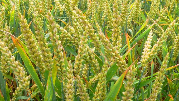 देशभरात ५ कोटी ८० लाख हेक्टरपेक्षा जास्त क्षेत्रावर रब्बी पिकांची पेरणी