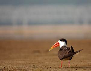 गंगा के तराई क्षेत्रों में लुप्तप्राय पक्षियों के संरक्षण को नई परियोजना मंजूर