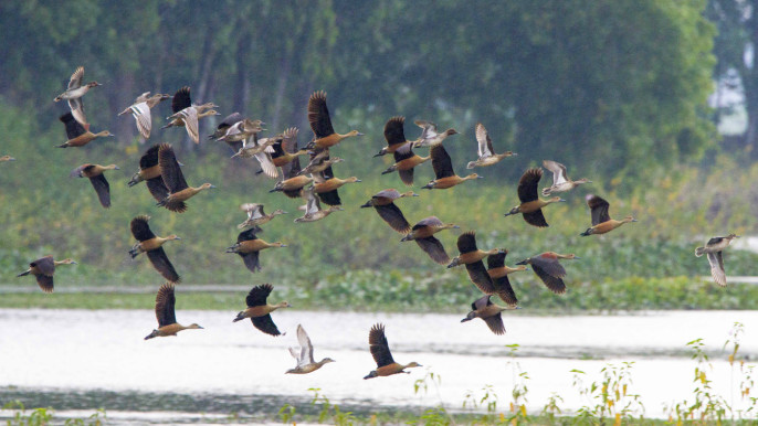 আজি ৰাষ্ট্ৰীয় পক্ষী দিৱস
