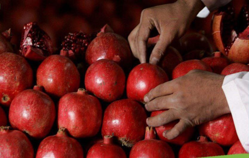 Afghanistan exports pomegranates from Kandahar province to Qatar for 1st time