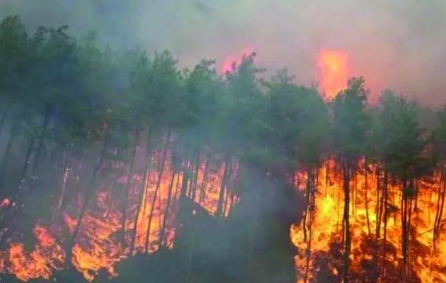 दक्षिण अफ्रीका के जंगलों में भीषण आग,1 लाख हेक्टेयर भूमि को नुकसान