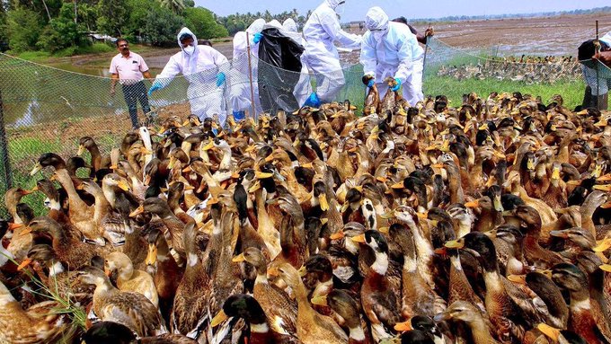 Kerala health department issues advisory urging public to be cautious over Avian influenza in crows