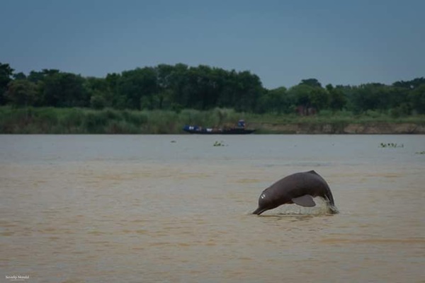 Second rangewide Dolphin Survey launched under Project Dolphin
