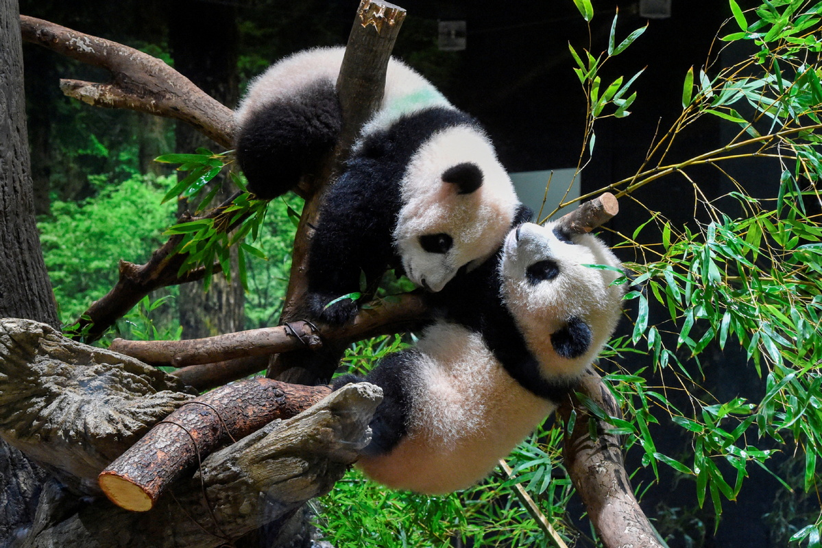 Japan to return twin panda cubs to China