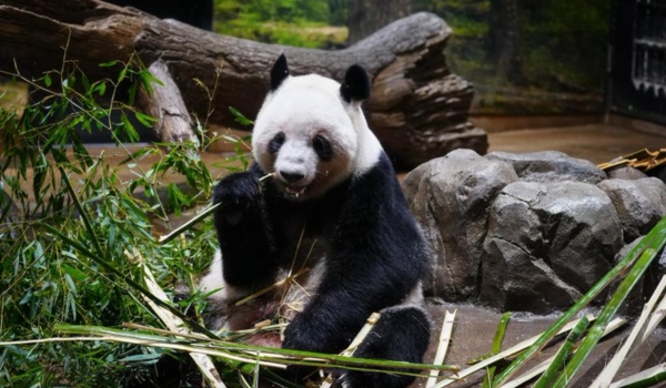 Japan’s last pair of pandas returns to China