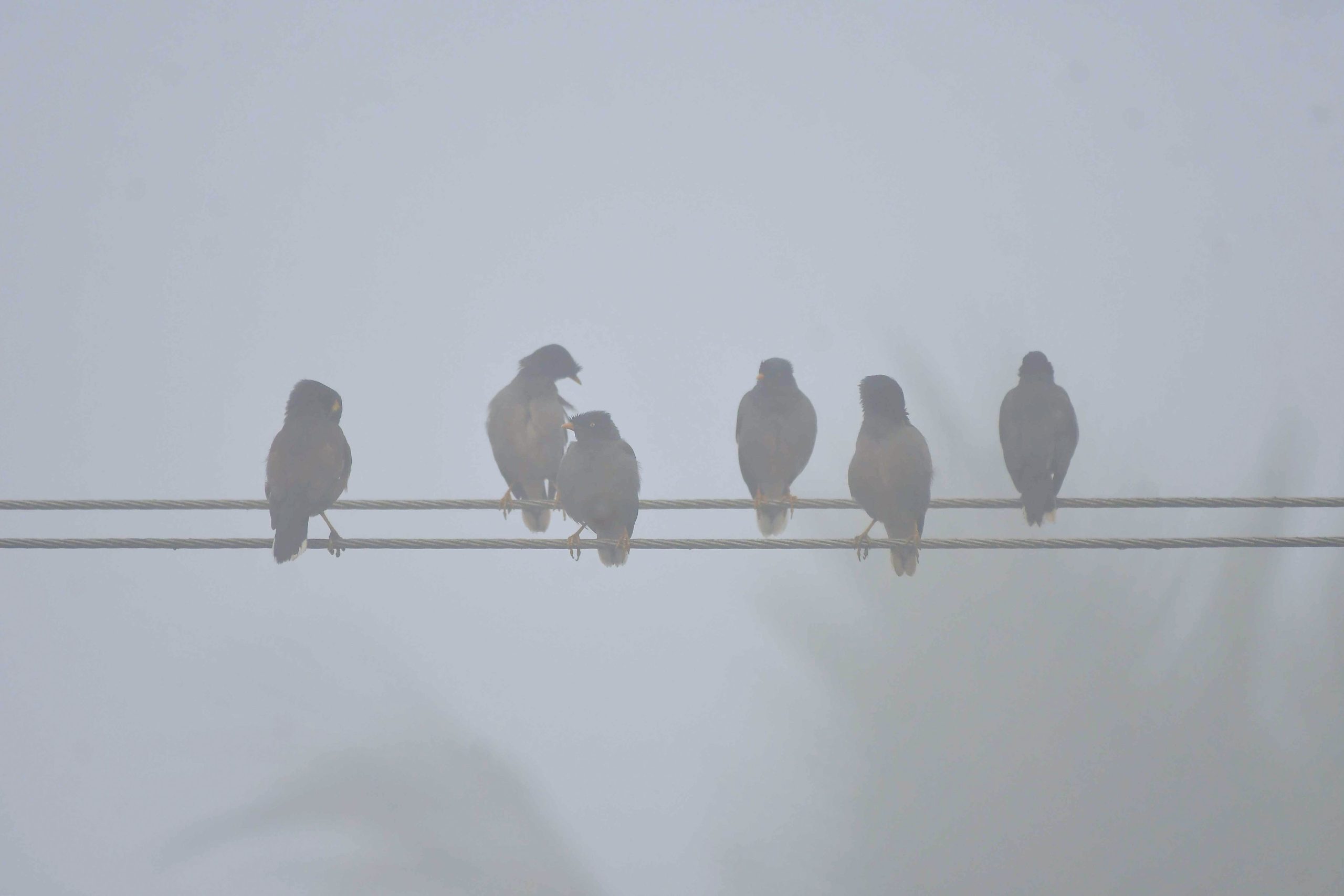 IMD forecasts dense fog over Meghalaya today