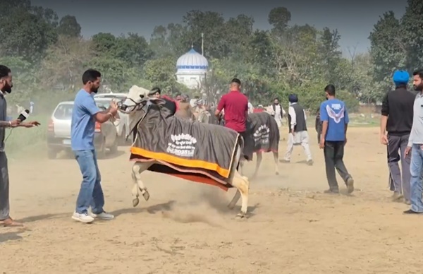 Punjab’s Kila Raipur Rural Olympics begins in Ludhiana