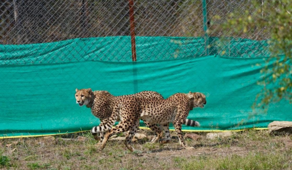 Kuno National Park receives nine cheetahs from Botswana