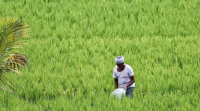 ग्रीष्मकालीन बुवाई में मजबूत वृद्धि दर्ज की गई: कृषि मंत्रालय