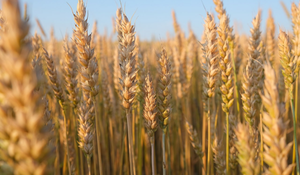 Government approves export of additional 25 lakh metric tonnes of wheat to support farmers