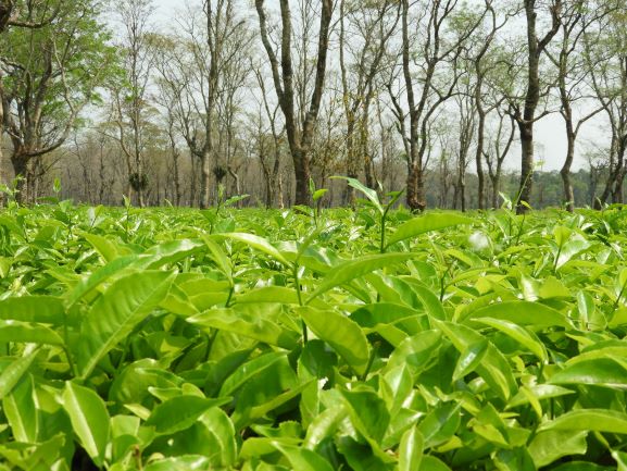 রাজ্য সরকার, উত্তরবঙ্গের বন্ধ থাকা চা বাগানের শ্রমিকদের কল্যাণে বিভিন্ন প্রকল্পে চলতি আর্থিক বছরে তিনশো কোটি টাকা খরচ করবে।
