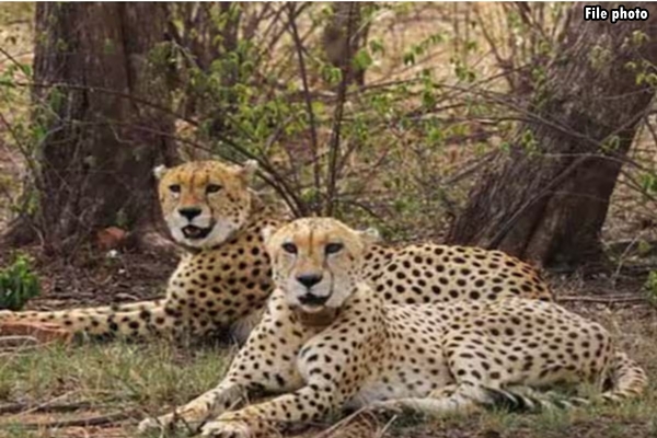 MP: Two more female cheetahs from Botswana set free in Kuno national park