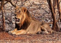 Gujarat: Govt taking prompt preventive measures to protect Asiatic lions