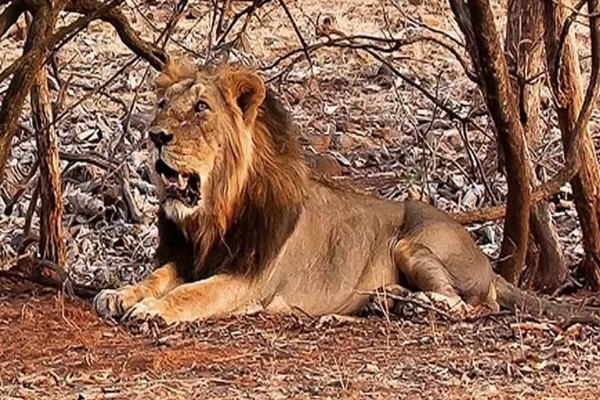 Gujarat: Govt taking prompt preventive measures to protect Asiatic lions