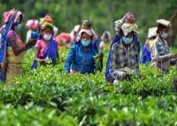 WB: Govt to work actively to reopen closed tea gardens in Hills and Terai regions 