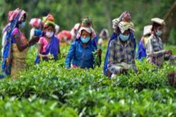 WB: Govt to work actively to reopen closed tea gardens in Hills and Terai regions 