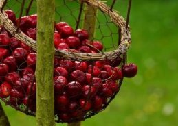 J&K cherries to reach Mumbai in record 33 hours through special Railways parcel service