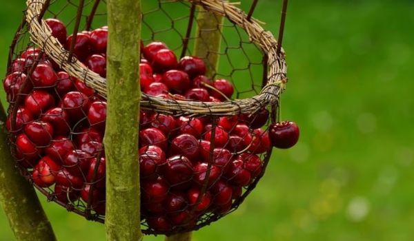 J&K cherries to reach Mumbai in record 33 hours through special Railways parcel service