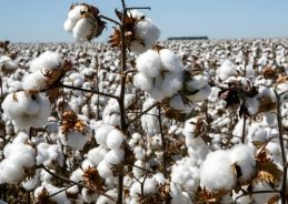 Govt temporarily exempts Customs duty on Cotton Imports from June 1 to October 31
