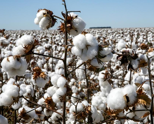 Govt temporarily exempts Customs duty on Cotton Imports from June 1 to October 31