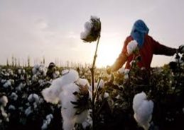 Govt Exempts Customs Duty on Cotton Imports Till October 31
