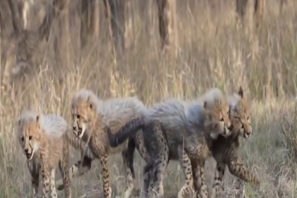 MP CM Mohan Yadav to release two cheetahs into the wild at Kuno National Park