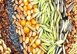 1.74 lakh quintals of national seed reserve made to ensure availability:  Agriculture Minister Shivraj Singh Chouhan 