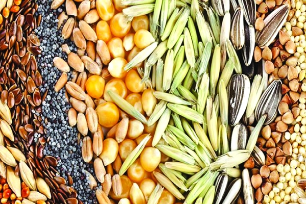 Government establishes National seed reserve of 1.74 lakh quintals to ensure seed availability to farmers