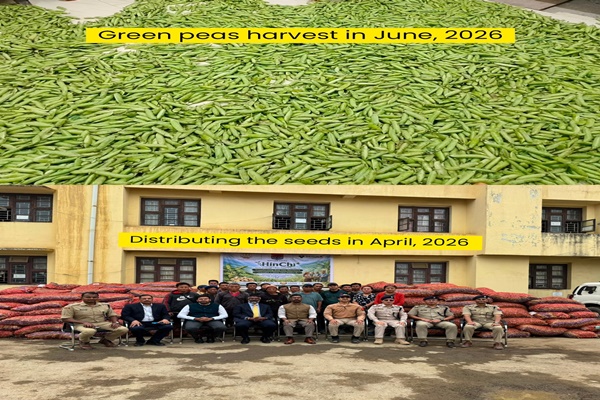 First green pea harvest completed under Project Hinichi in Manipur