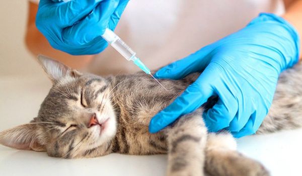 Government expands veterinary vaccine testing facilities at CCS-NIAH in Uttar Pradesh