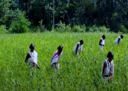 Rice and Wheat production reach historic highs: Union Minister Prahlad Joshi 
