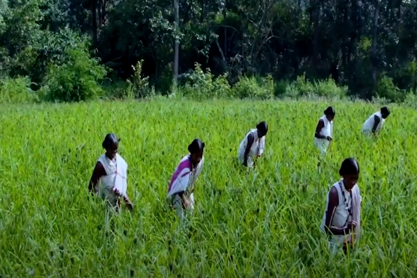 Andhra Pradesh: 3,125 crore rupees credited to 46.85 lakh farmers under PM-Kisan-Annadata Sukhibhava scheme