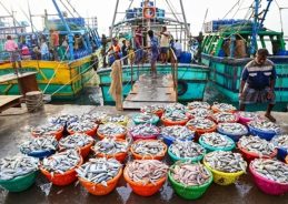 India achieves historic highs in marine products trade despite challenging global market conditions