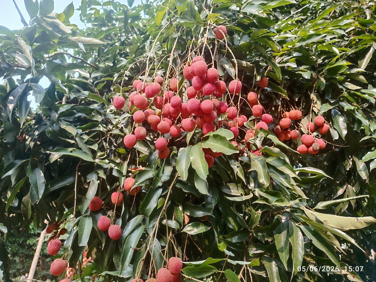 Assam’s GI-tagged Tezpur litchi reaches international market with first export to Dubai