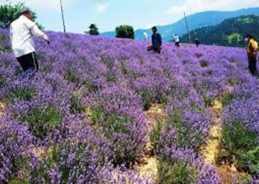 J&K: 4th Mega Lavender Festival concludes with commitment to further strengthen Purple Revolution
