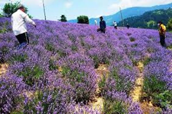 J&K: 4th Mega Lavender Festival concludes with commitment to further strengthen Purple Revolution