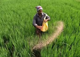 Centre assures adequate availability of urea in Punjab through continuous monitoring 