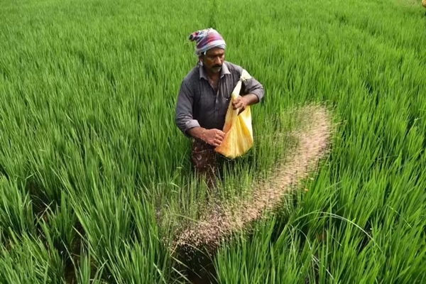 Centre assures adequate availability of urea in Punjab through continuous monitoring 