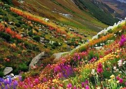 Uttarakhand’s Valley of Flowers opens to tourists